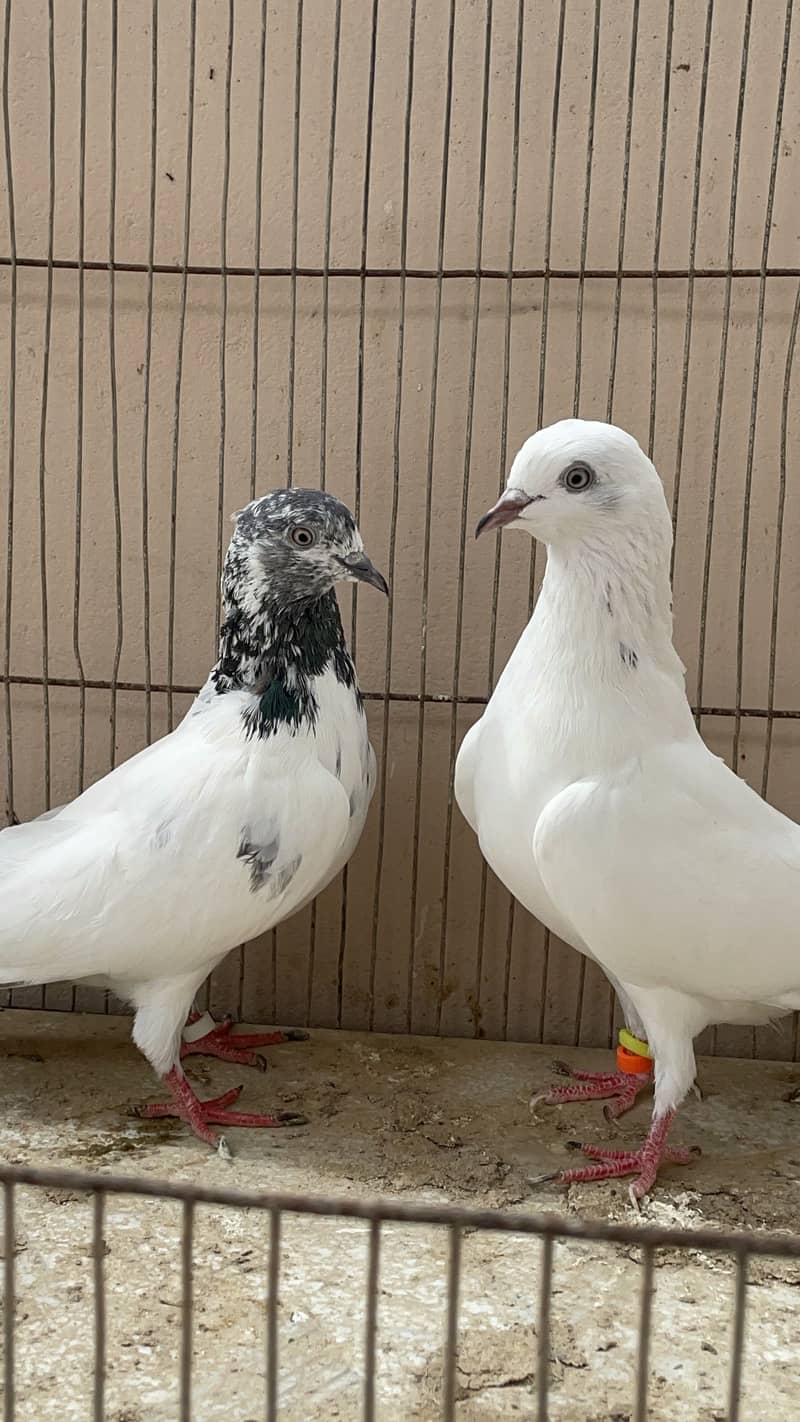 Piegon 7