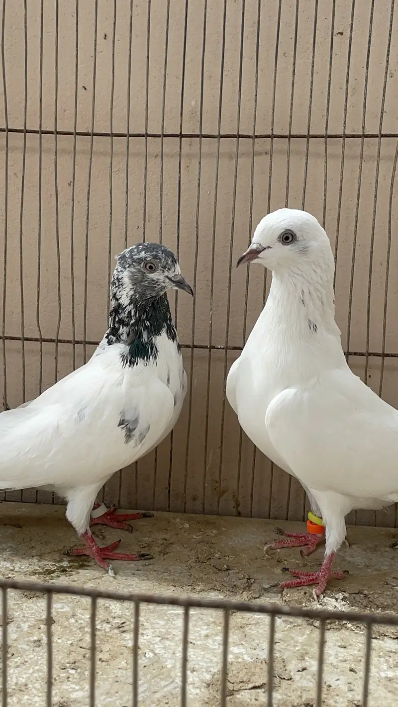 Piegon — photo 8