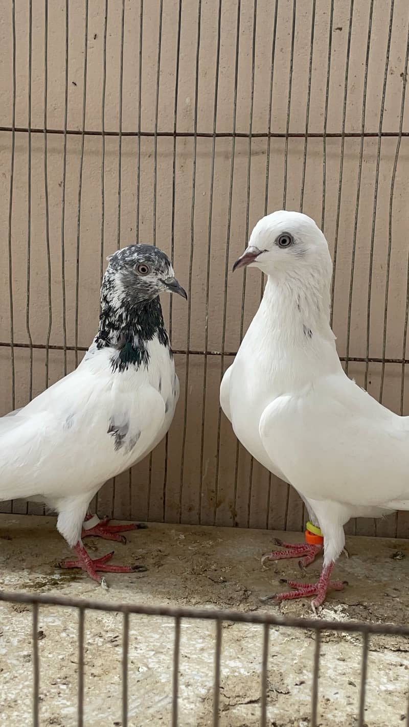 Piegon 8