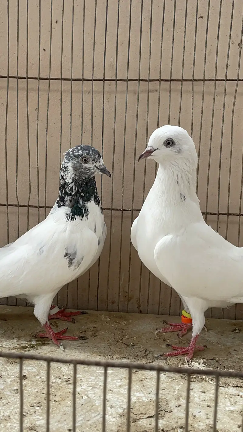 Piegon — photo 9