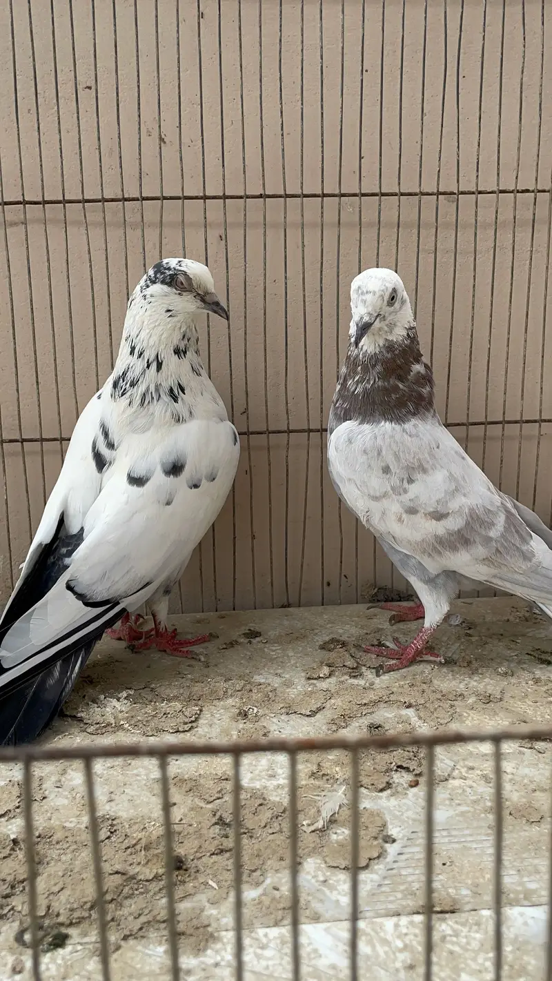Piegon — photo 10