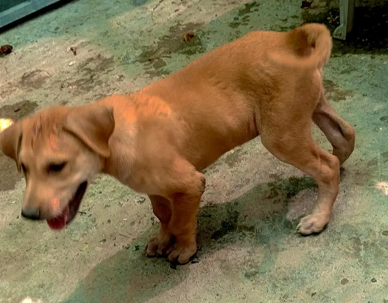 American Labrador retriever — photo 2