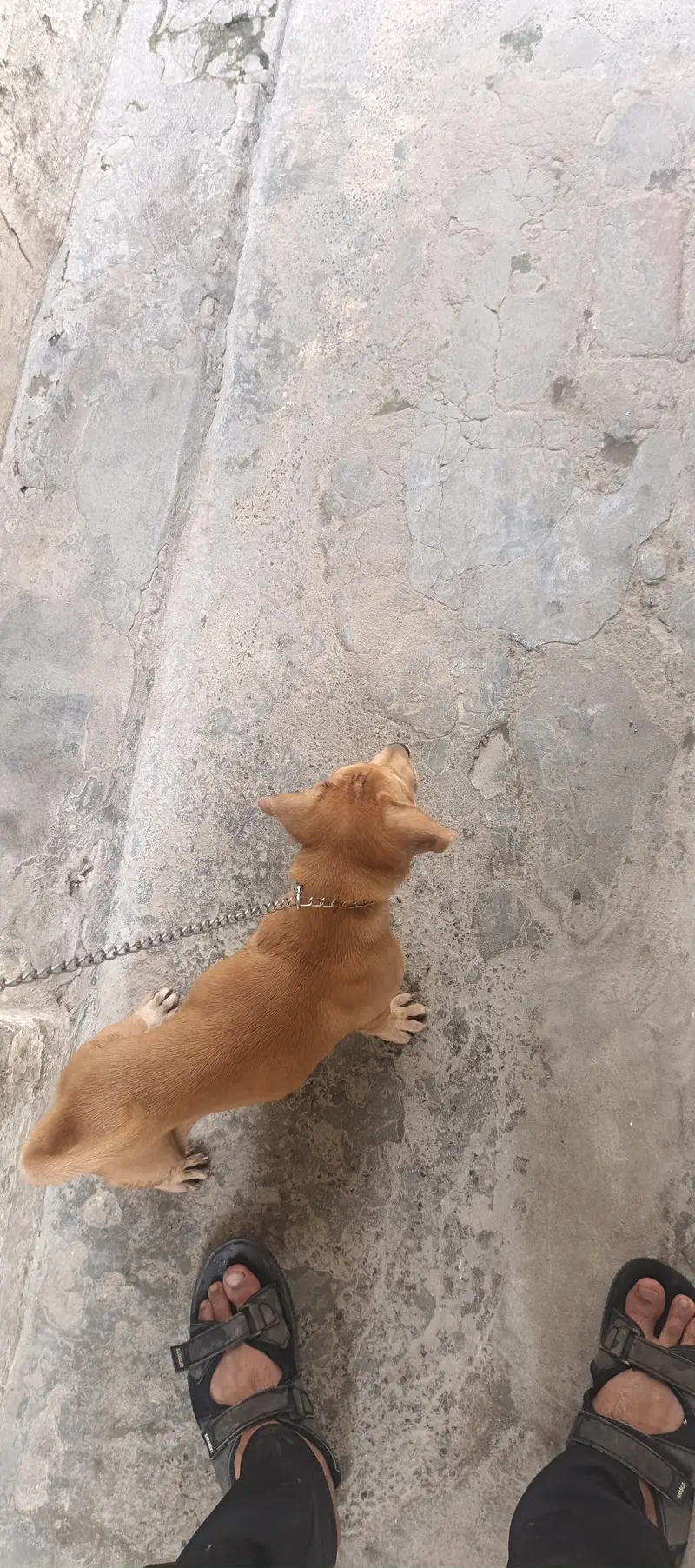 American Labrador retriever — photo 3