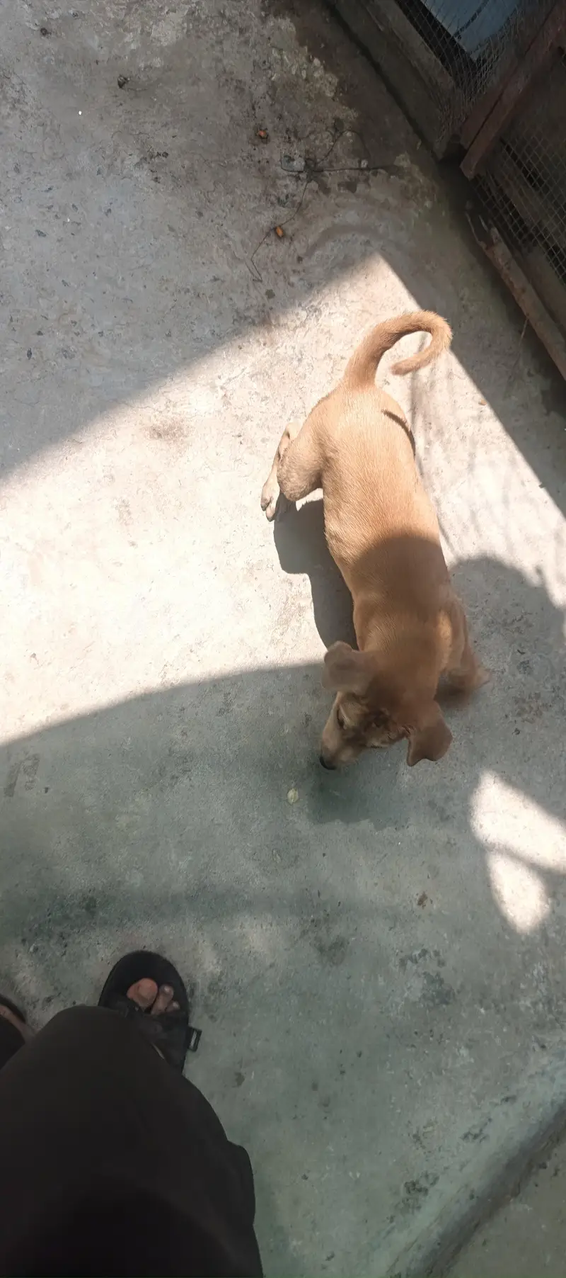 American Labrador retriever — photo 5