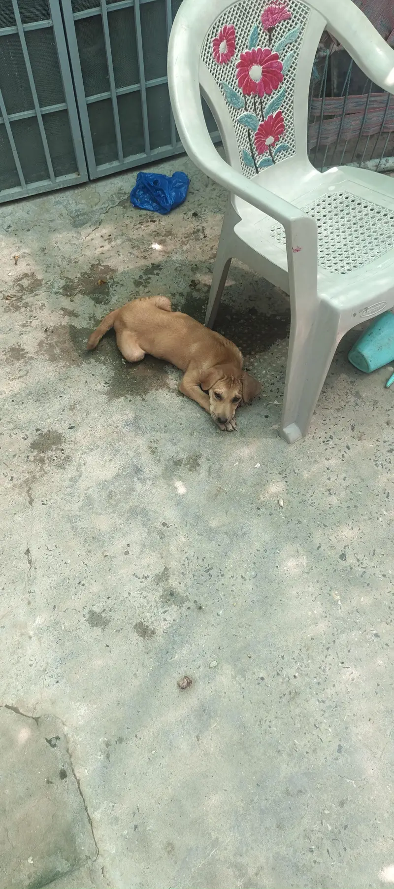 American Labrador retriever — photo 6