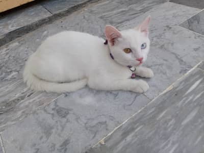 White Gem Odd Eye 4 Month Old Kitten