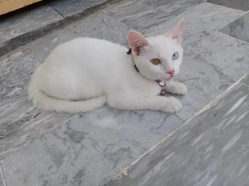 White Gem Odd Eye 4 Month Old Kitten