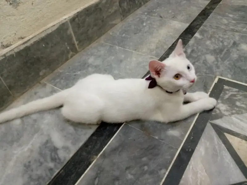 White Gem Odd Eye 4 Month Old Kitten — photo 2