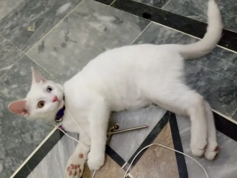 White Gem Odd Eye 4 Month Old Kitten — photo 3