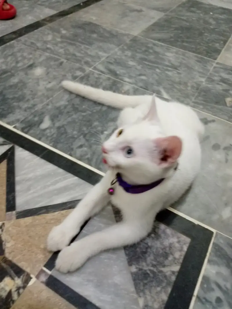 White Gem Odd Eye 4 Month Old Kitten — photo 4