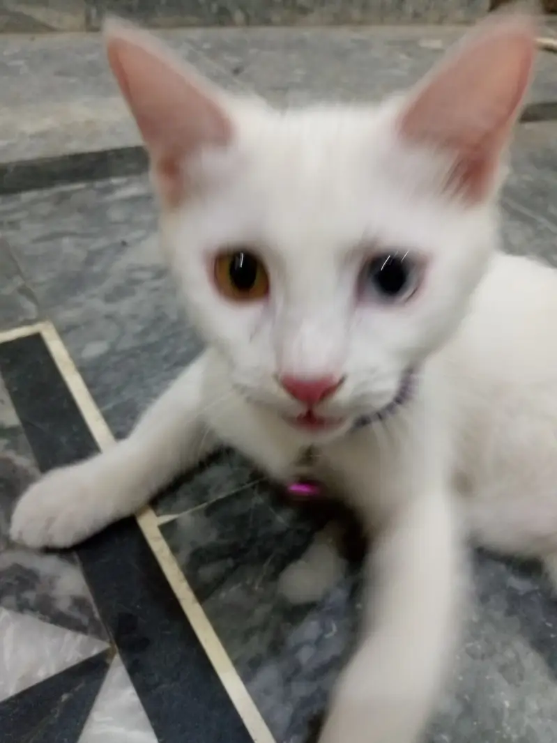 White Gem Odd Eye 4 Month Old Kitten — photo 5