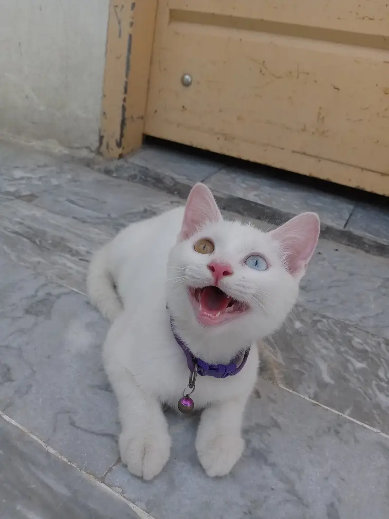 White Gem Odd Eye 4 Month Old Kitten — photo 6