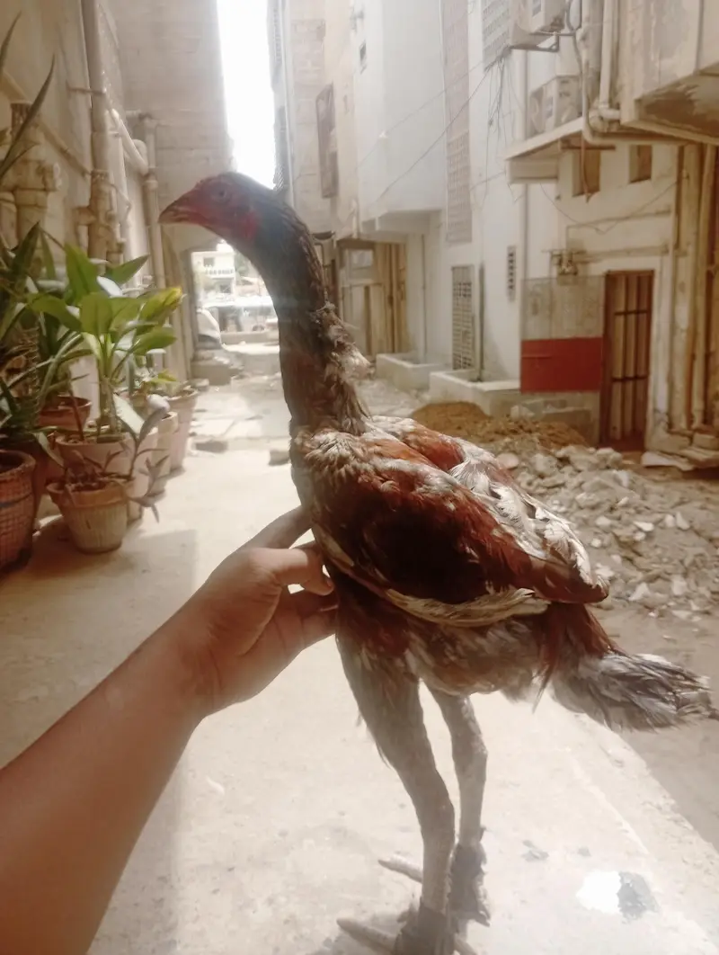 aseel phatta for sale — photo 2