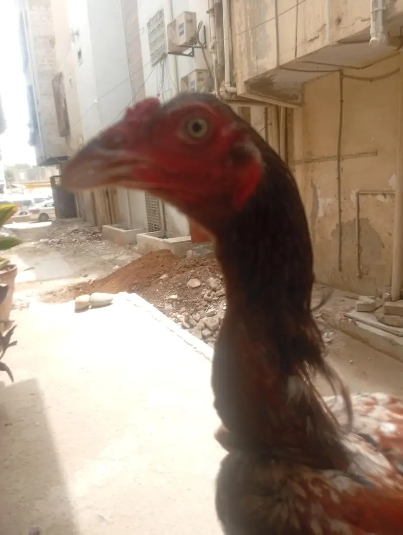 aseel phatta for sale — photo 3