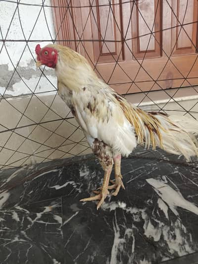 aseel pair available for sale