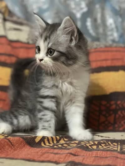 2 persian cats for sale
