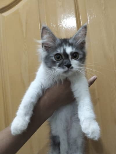 2 persian cats for sale