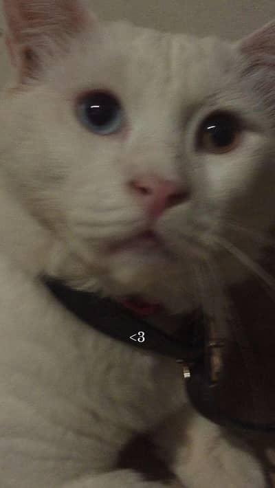 Healthy white Domestic shorthair female cat with Odd Eyes
