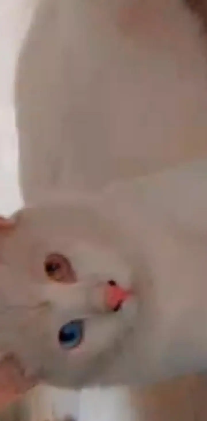 Healthy white Domestic shorthair female cat with Odd Eyes — photo 2