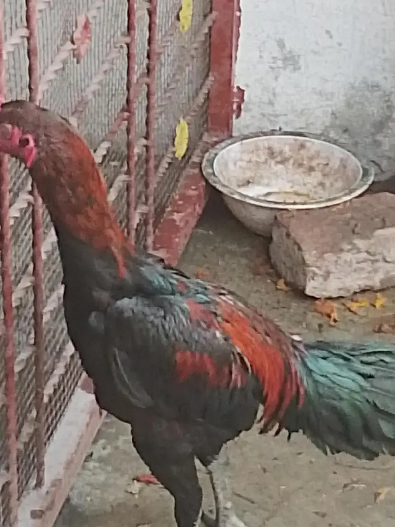 pure dragon aseel Thai black age 8 month patha sale num 03244217516 — photo 2