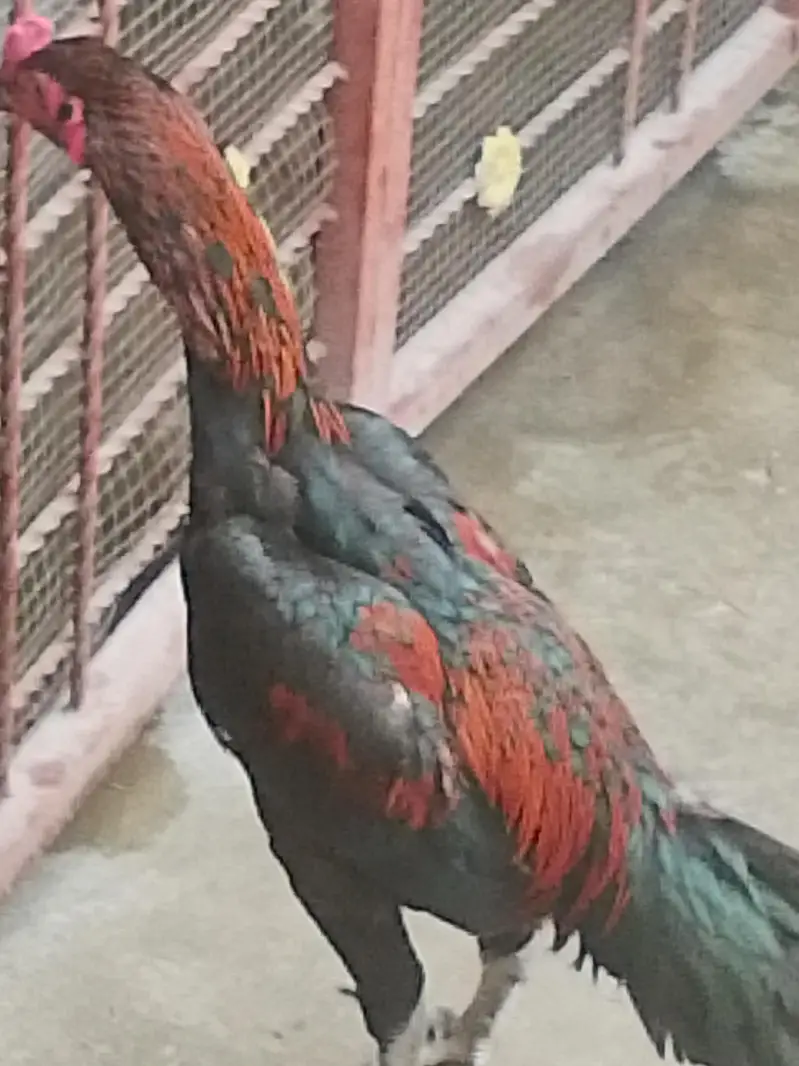 pure dragon aseel Thai black age 8 month patha sale num 03244217516 — photo 3