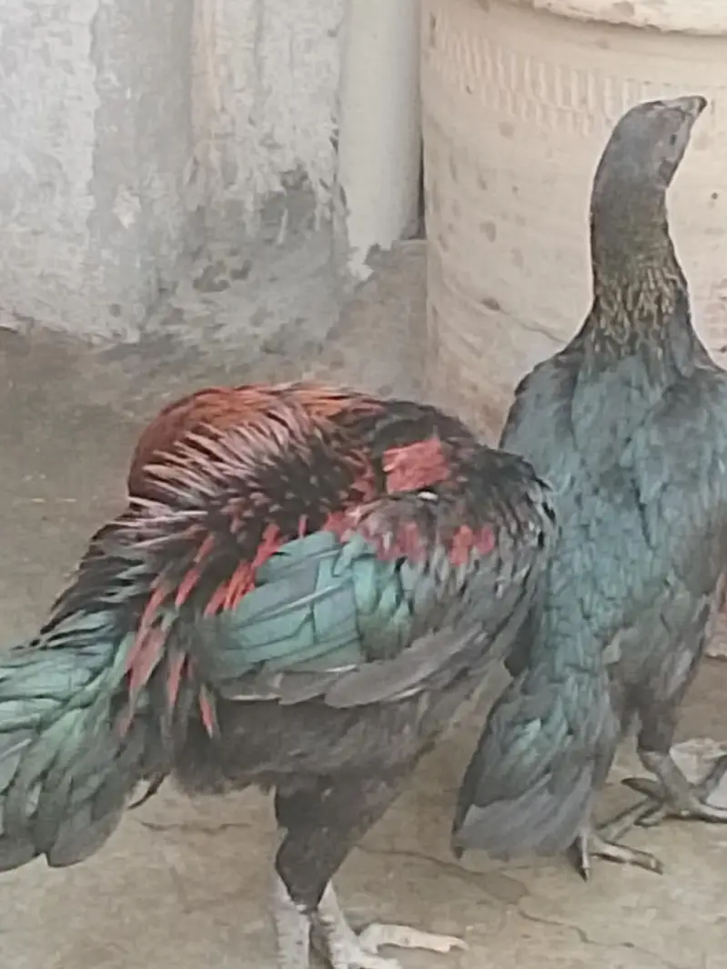 pure dragon aseel Thai black age 8 month patha sale num 03244217516 — photo 4