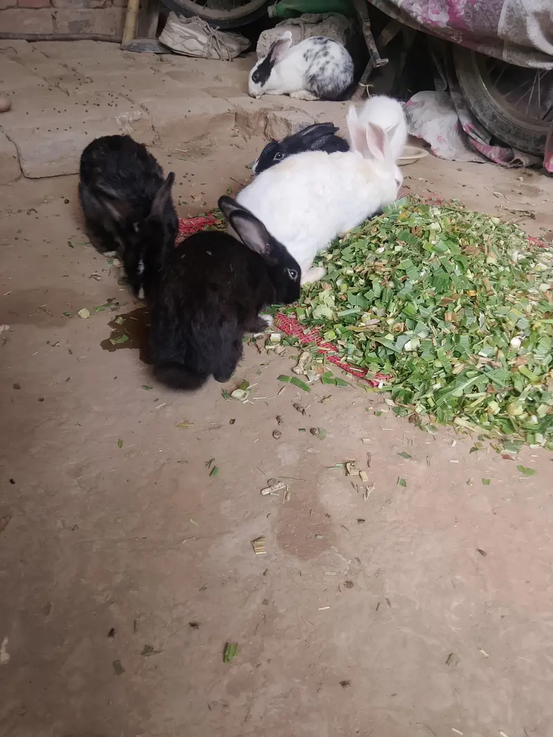 rabbits all family — photo 2