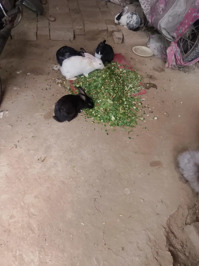 rabbits all family — photo 3