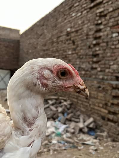 Aseel heera breeder pairs