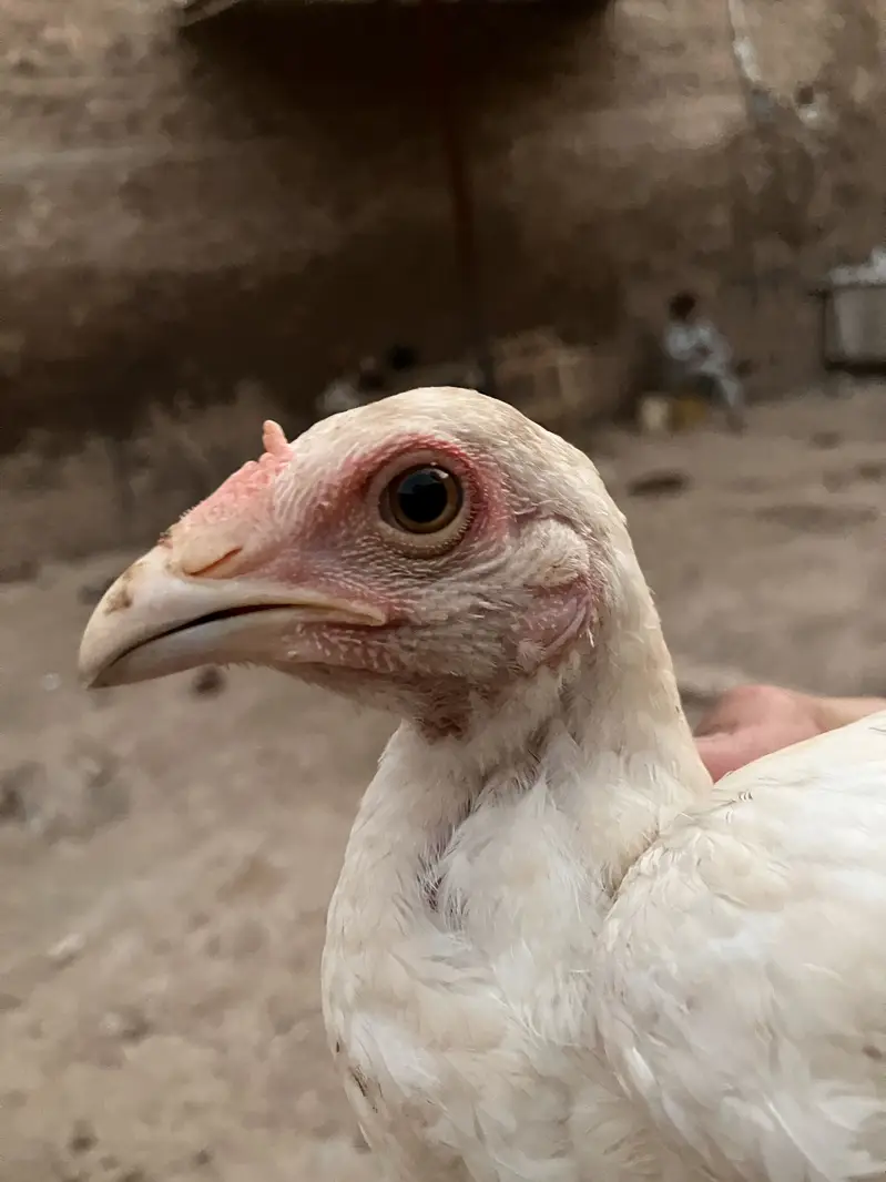 Aseel heera breeder pairs — photo 2