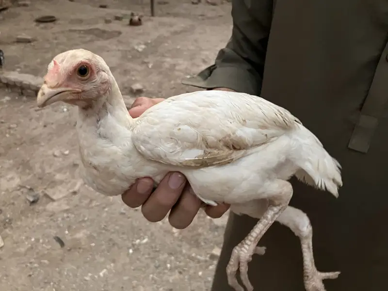 Aseel heera breeder pairs — photo 3