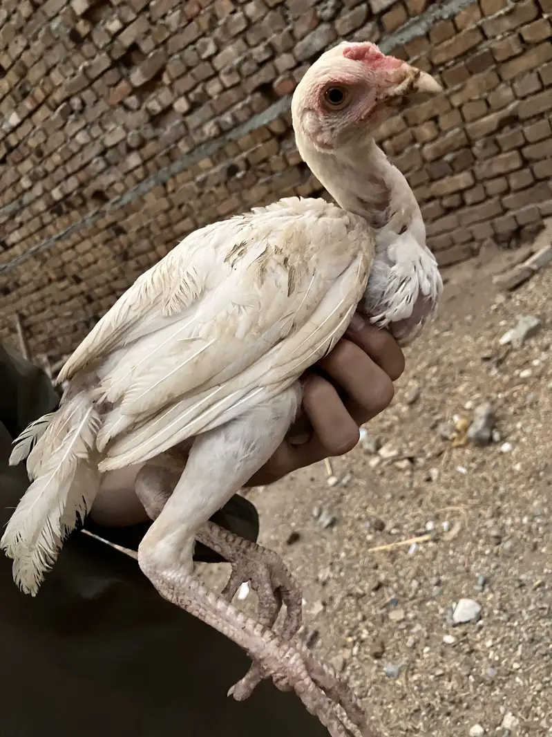 Aseel heera breeder pairs — photo 4