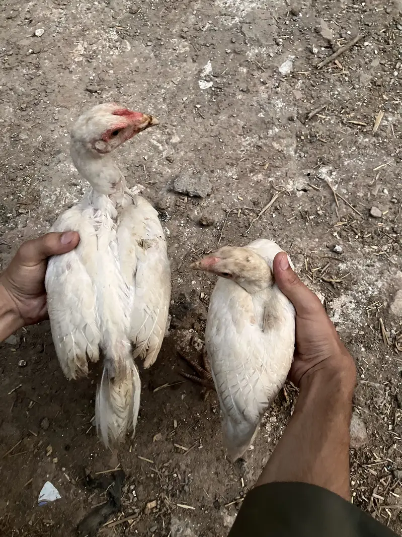 Aseel heera breeder pairs — photo 5