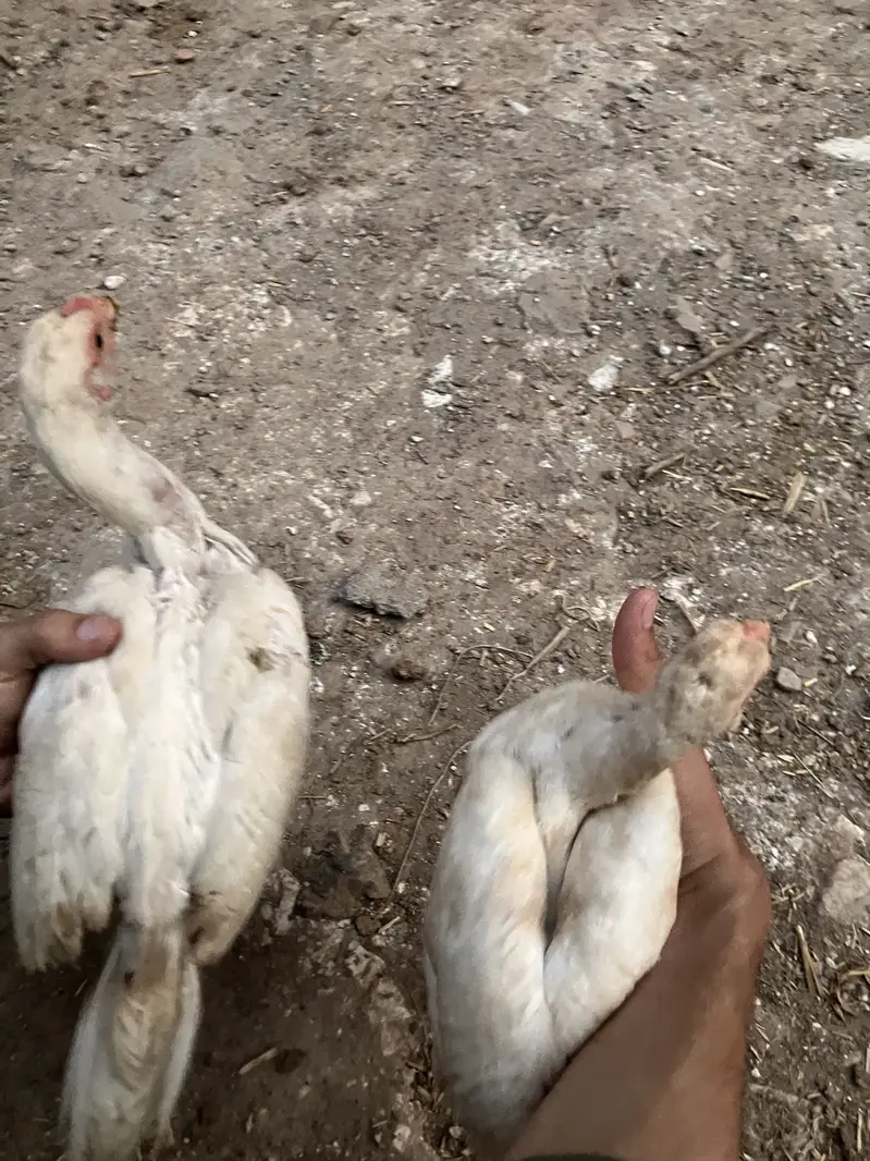 Aseel heera breeder pairs — photo 6