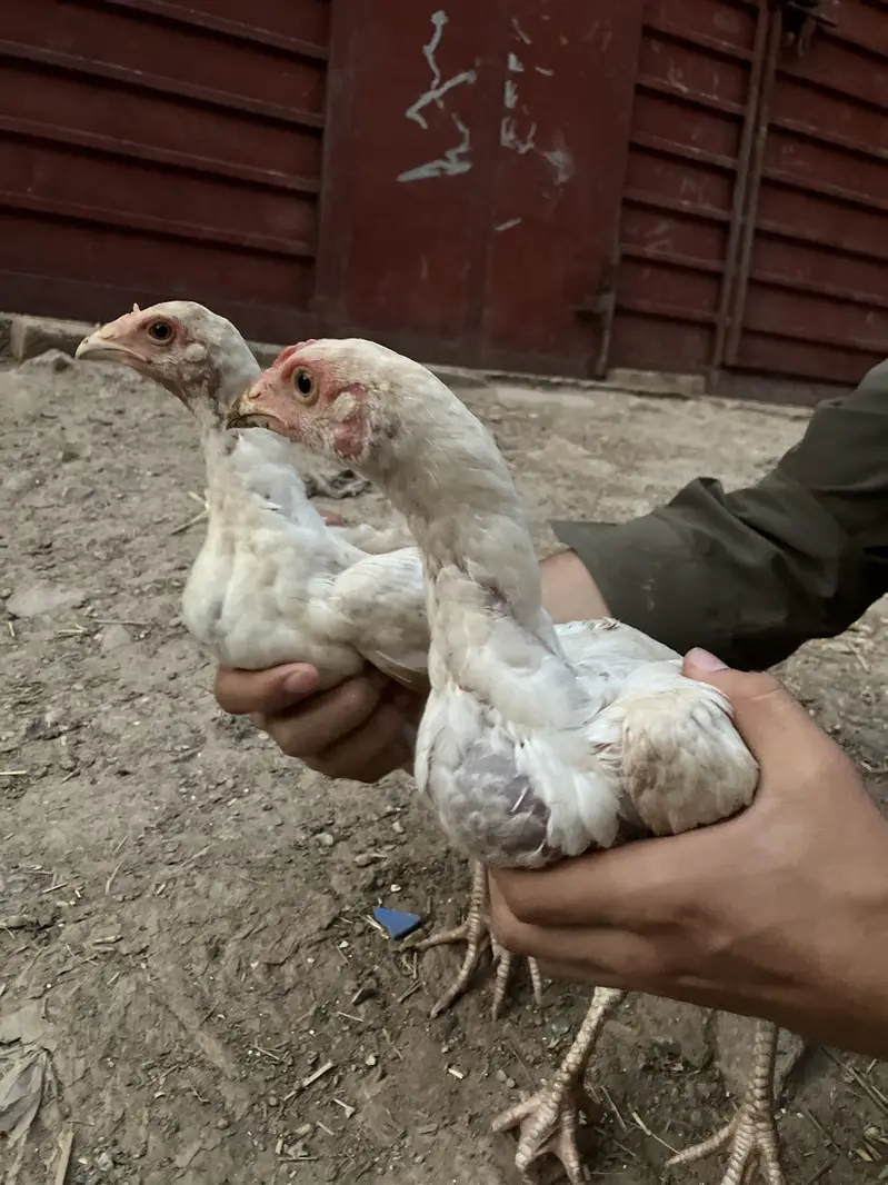 Aseel heera breeder pairs — photo 7