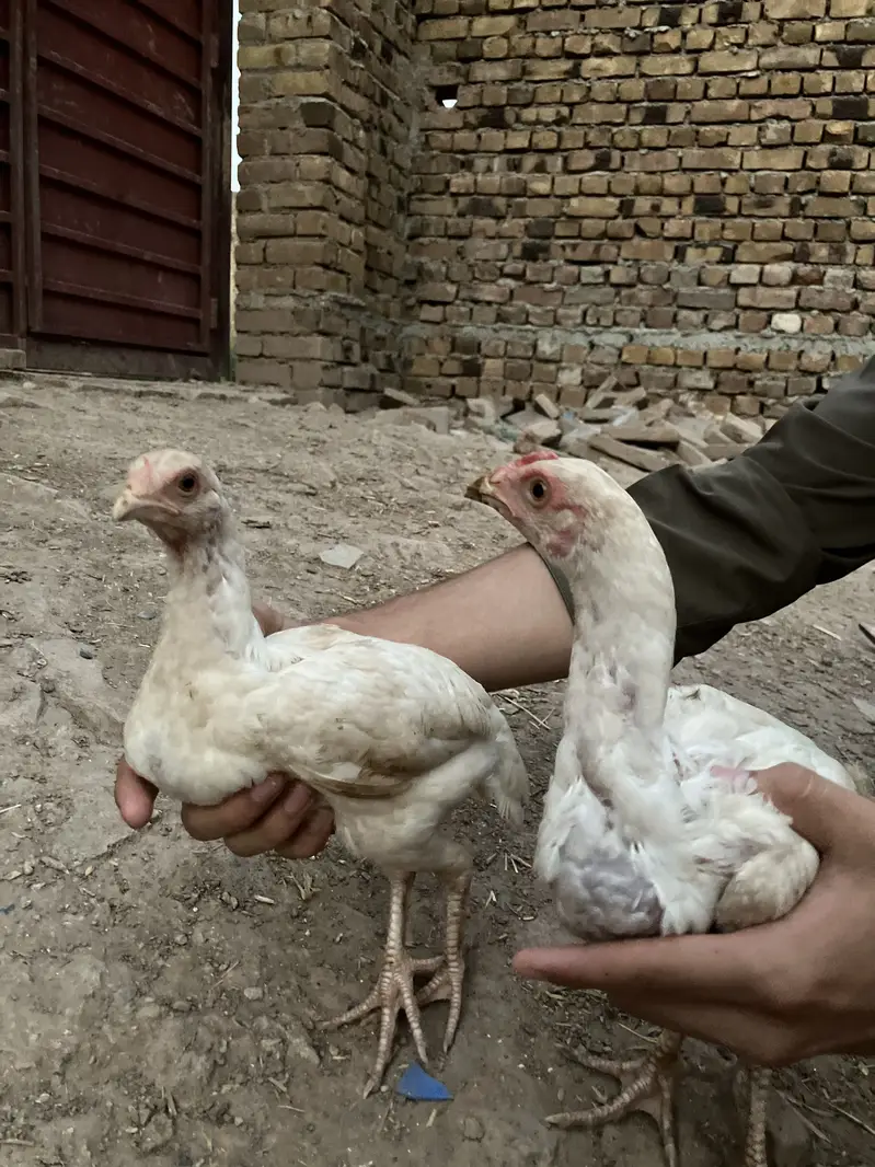 Aseel heera breeder pairs — photo 8