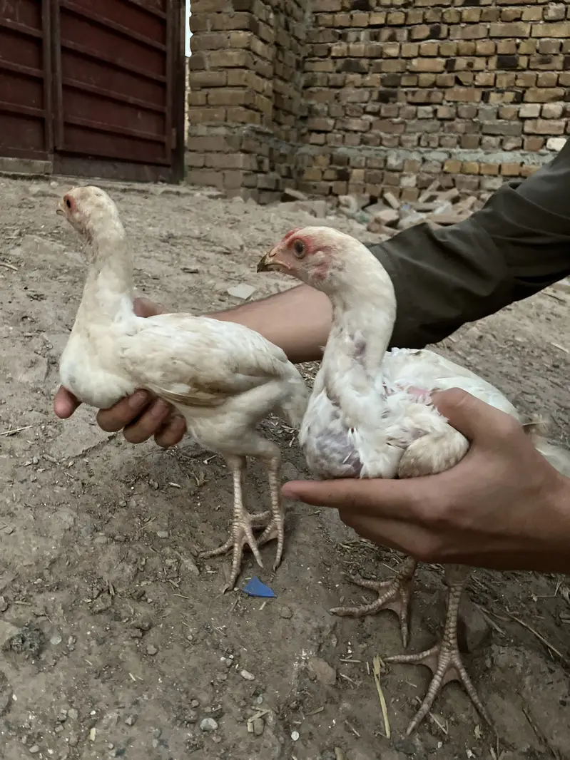Aseel heera breeder pairs — photo 9