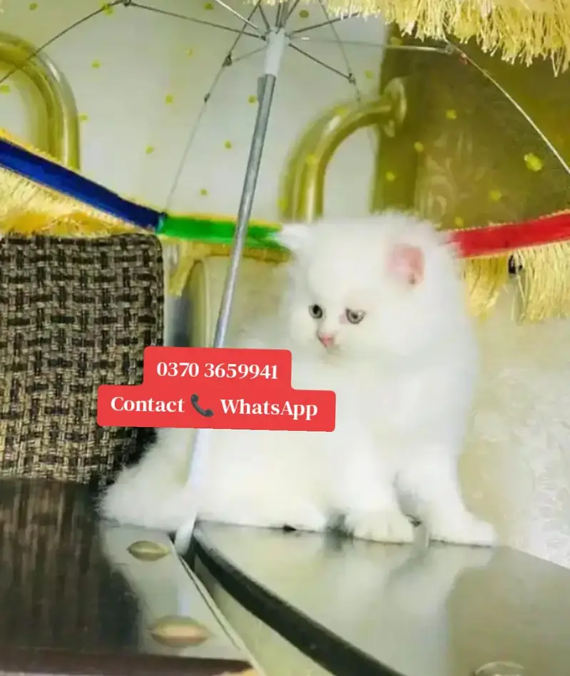( Persian Female Kitten ) For sale ( vaccinated ) — photo 2