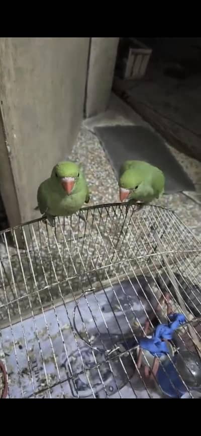 توطوں کے دو خوبصورت بچے