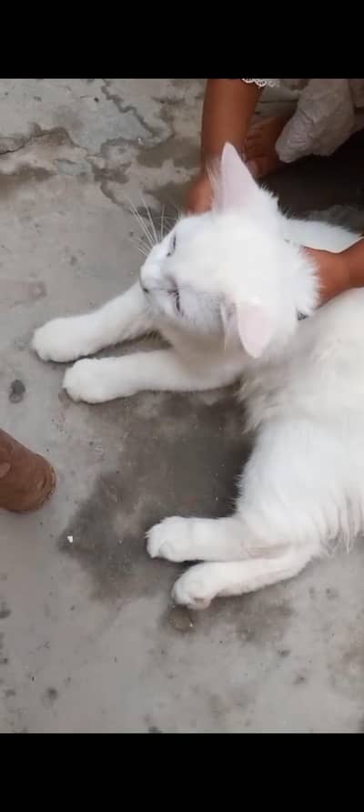 pure Pershion cat