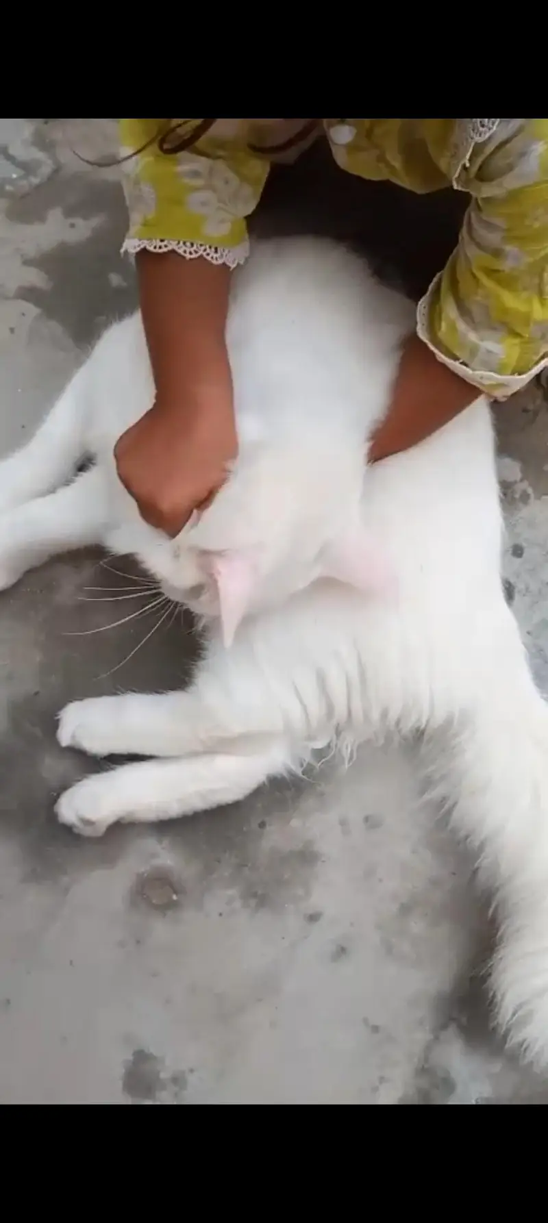 pure Pershion cat — photo 2