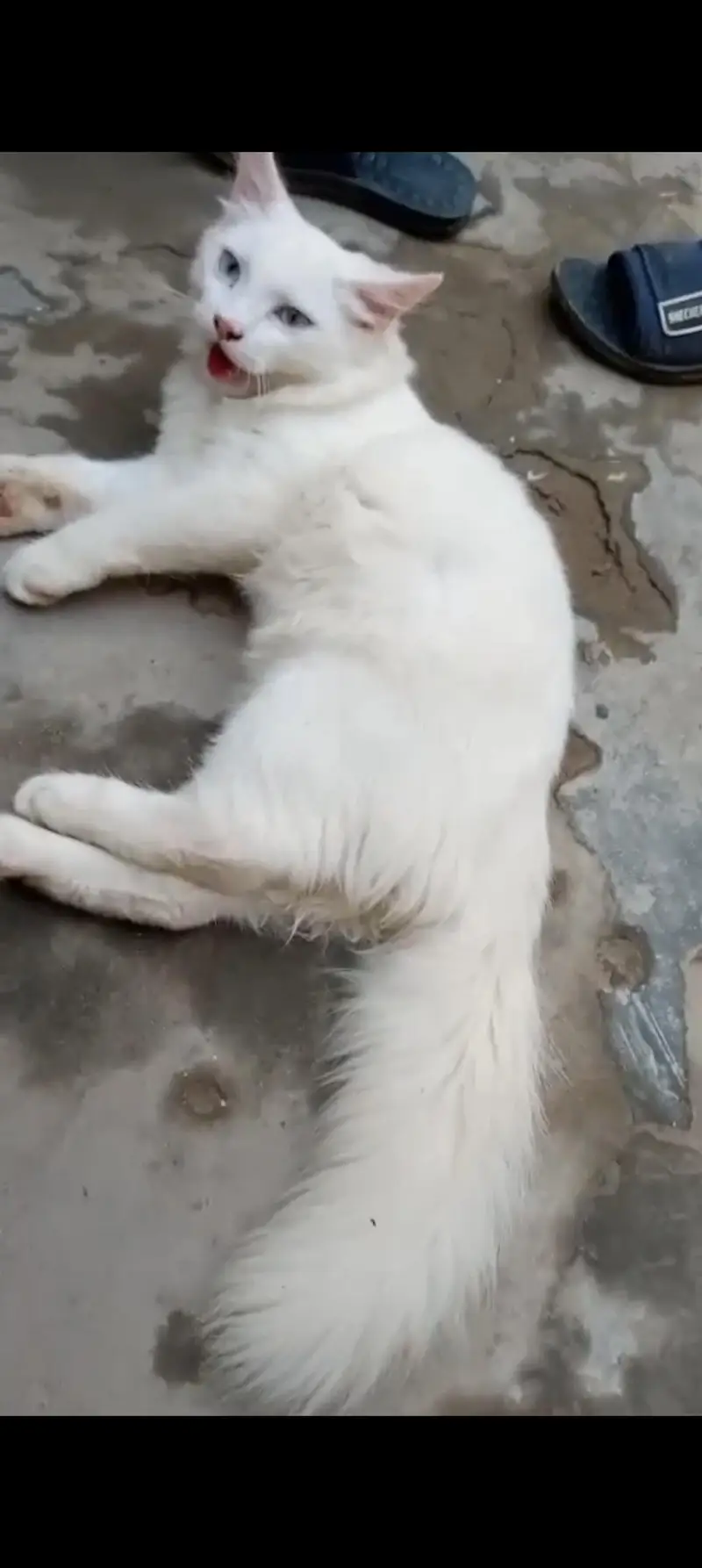 pure Pershion cat — photo 3