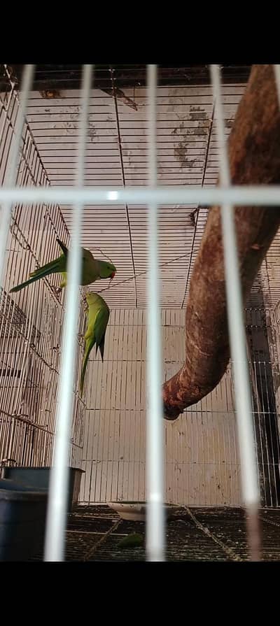 breeder pair with chicks