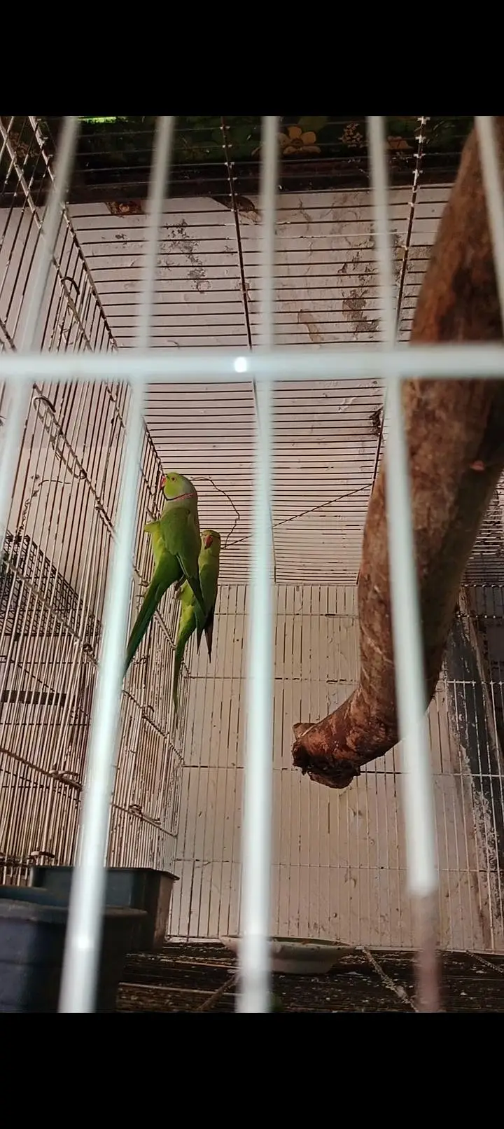 breeder pair with chicks — photo 2