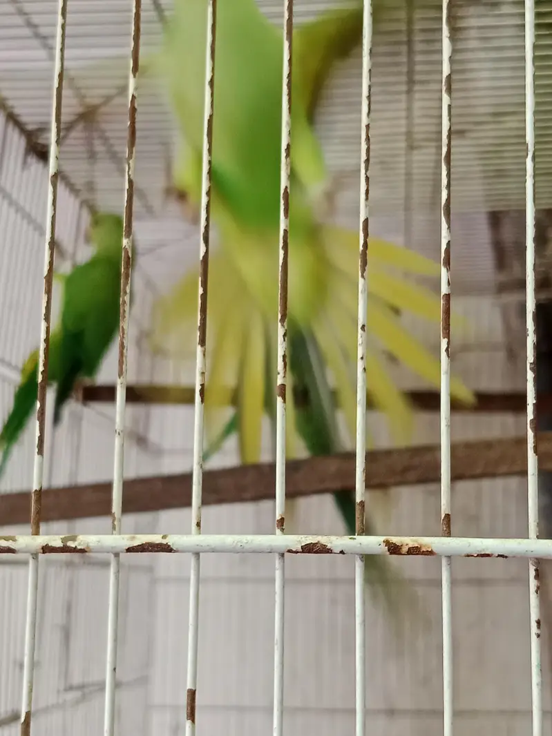 breeder pair with chicks — photo 4