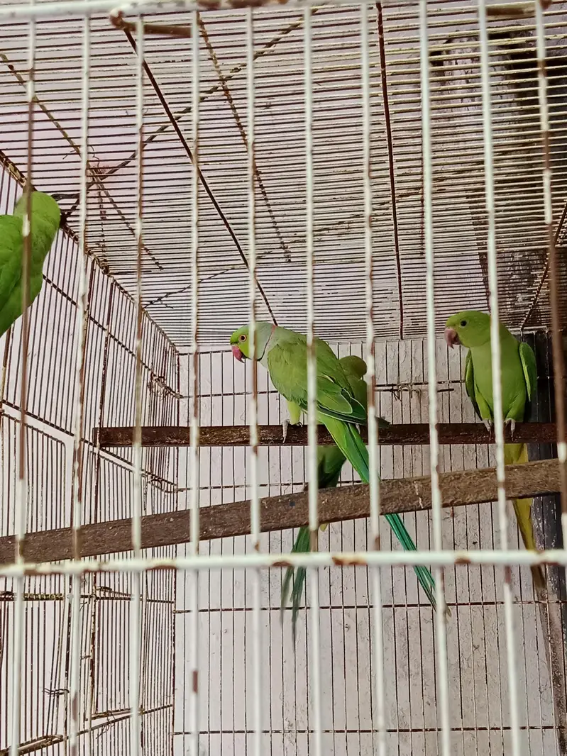 breeder pair with chicks — photo 5