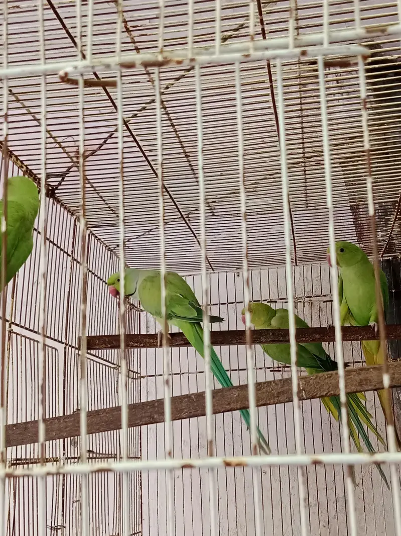 breeder pair with chicks — photo 6