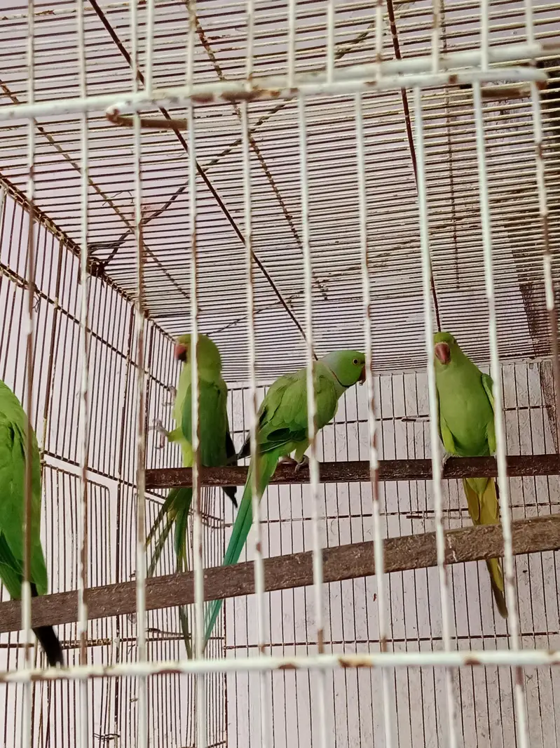 breeder pair with chicks — photo 7