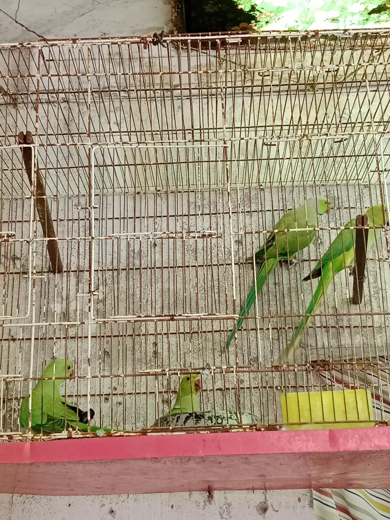 breeder pair with chicks — photo 8