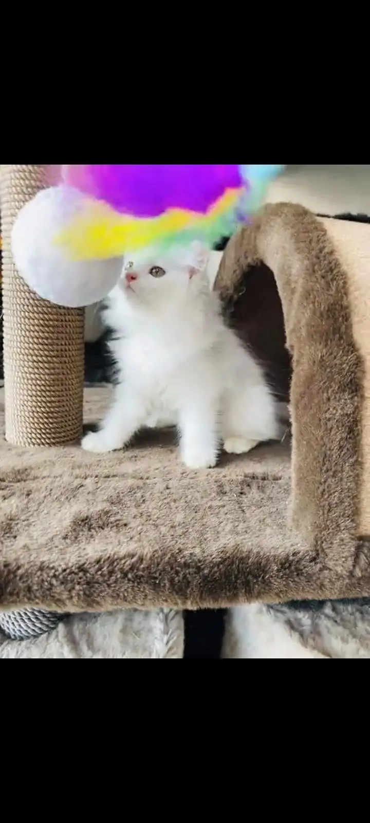 persian cat for sale MywatsapppNumber 0309-37-13-771 — photo 2